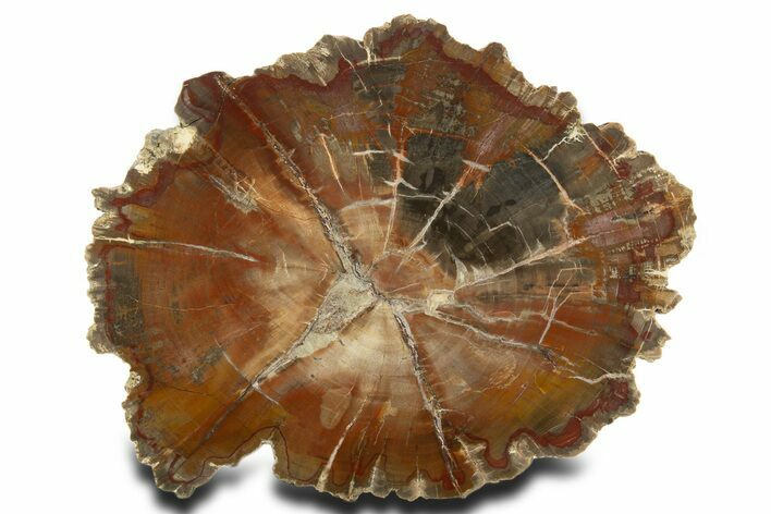Polished Triassic Petrified Wood (Araucarioxylon) Round - Utah #337711